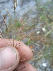 Agrostis gigantea