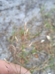 Agrostis gigantea