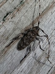 Acanthocinus obsoletus