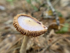 Cortinarius iodes