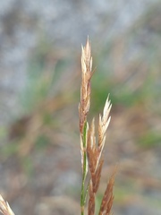 Agrostis gigantea