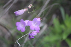 Penstemon amphorellae, photograph (c) José Belem Hernández Díaz, some rights reserved (CC BY)