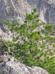 Pinus sibirica