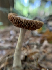 Cortinarius iodes