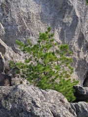 Pinus sibirica