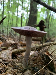 Cortinarius iodes