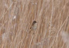 Acrocephalus agricola