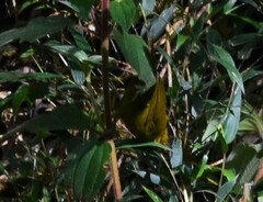 Kleinothraupis atropileus