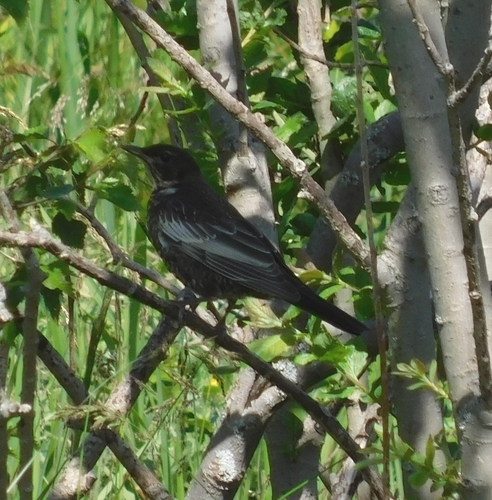 Mirlo capiblanco (Turdus torquatus)
