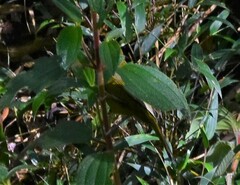 Kleinothraupis atropileus