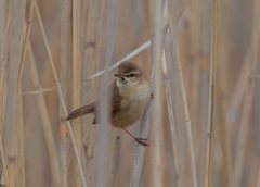 Acrocephalus agricola