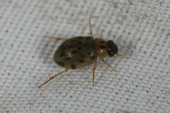 Berosus pantherinus