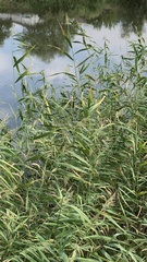 Phragmites australis