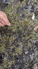 Carex incurviformis