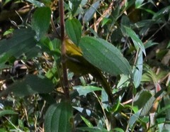 Kleinothraupis atropileus