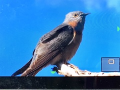 Cacomantis flabelliformis