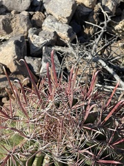 Ferocactus