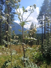 Echinops sphaerocephalus