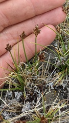Carex incurviformis