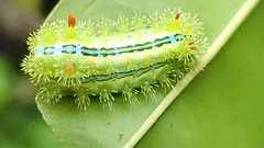 Limacodidae