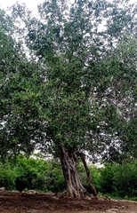Ficus pringlei