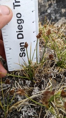 Carex incurviformis