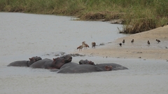 Hippopotamus amphibius