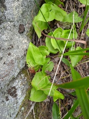 Maianthemum bifolium
