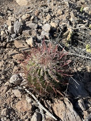 Ferocactus
