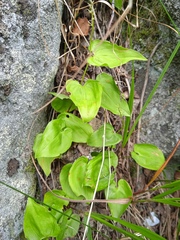 Maianthemum bifolium