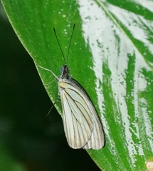 Pareronia