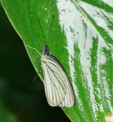 Pareronia
