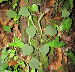 Peperomia peltilimba