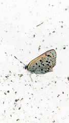 Lycaena cupreus