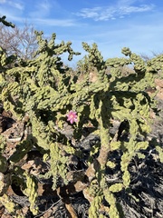 Cylindropuntia cholla