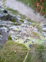 Festuca rubra