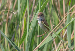 Acrocephalus agricola