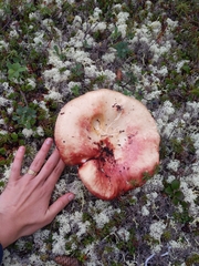 Russula