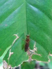 Sarginae