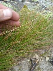 Festuca rubra