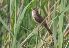 Acrocephalus agricola