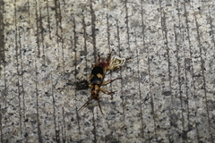 Pheropsophus jessoensis