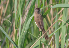 Acrocephalus agricola