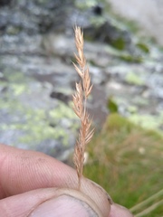 Festuca rubra
