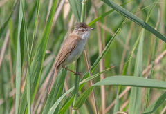 Acrocephalus agricola