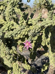 Cylindropuntia cholla