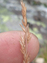 Festuca rubra