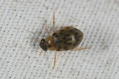 Berosus pantherinus