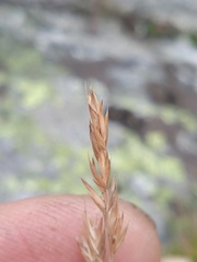 Festuca rubra