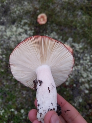 Russula